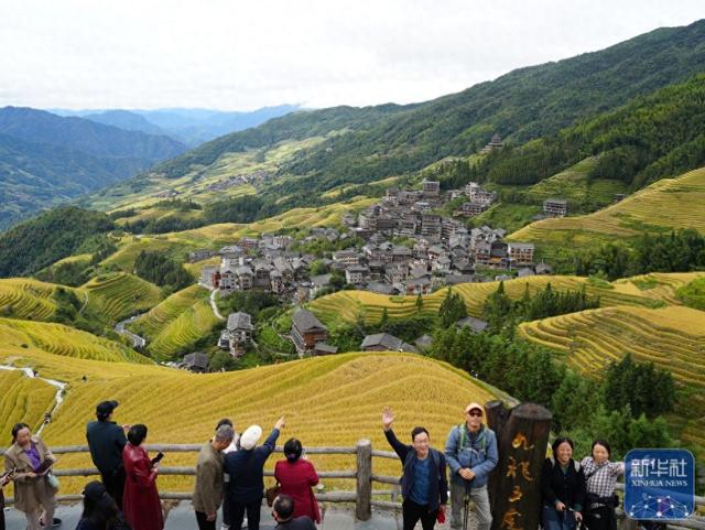 龙脊梯田披金装