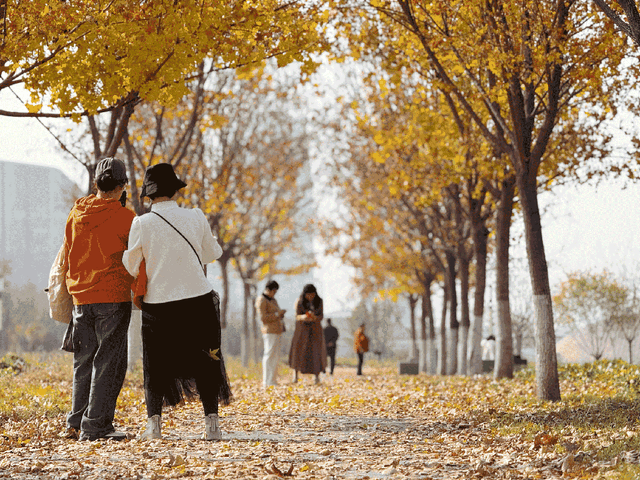 地铁直达！秋日末尾的“落叶大道”不可错过！
