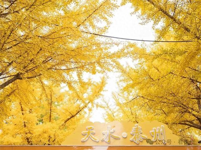 比人山人海还火爆的场面！就在天水“黄金大道”…