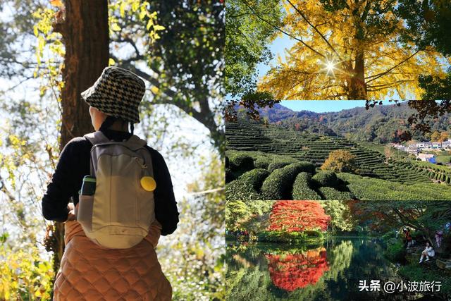 杭州冬日徒步，从古村到茶园，银杏金黄枫树染红，感受山野之乐