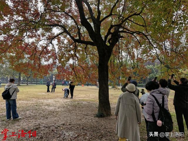 秋日限定，散步即达！洛阳各公园秋景观赏攻略请收好