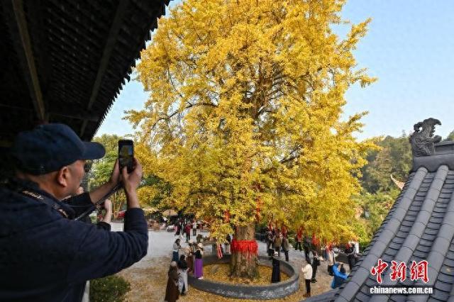 重庆：千年银杏树换“金装”  满目金黄引游人