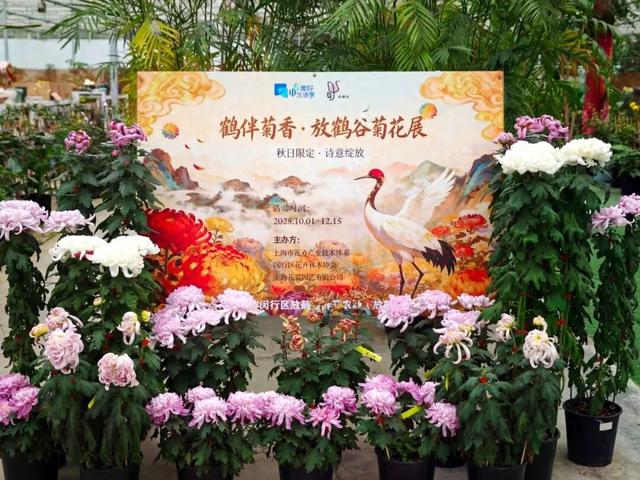 限时开启！花展进行中，还可以带回家→