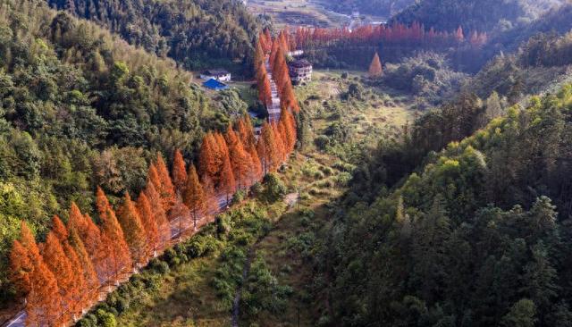 桂林临桂区：水杉着“红妆”扮靓公路