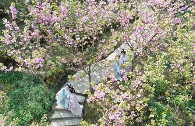 共赴成都彭州樱花谷“蓉城囍事” 樱花季“彭派”玩法攻略来啦