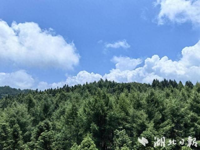 巴东：绿葱坡头风送爽 灯盏窝畔清凉长