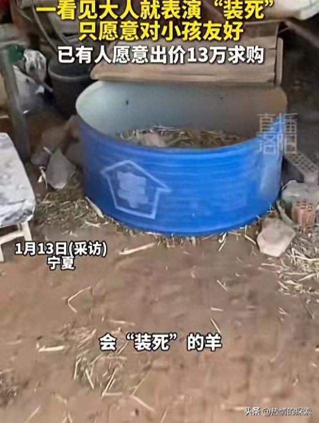 宁夏装死小羊晕倒原因揭秘，小孩衣服成关键线索	，真相太可怜