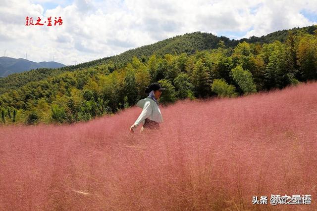 定了！假日就来这儿：游古村，赏粉黛花海
