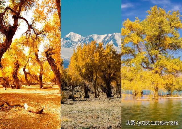 10月限定｜穿越金色时空：中国三大胡杨林，终极赏秋指南