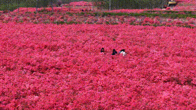 免费送票！西海岸这片杜鹃花海美到心坎上了