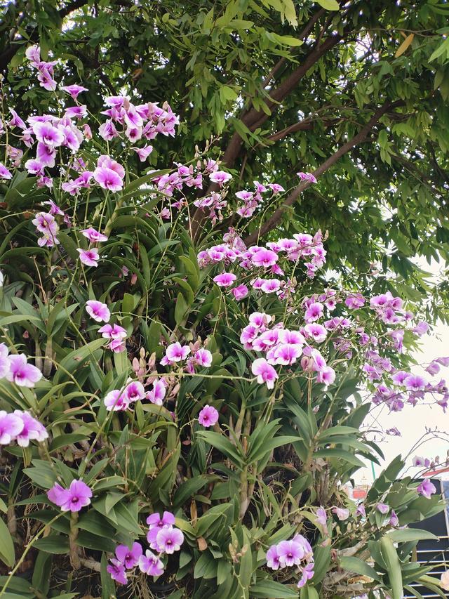 曼谷的花，是市井里的浪漫勋章