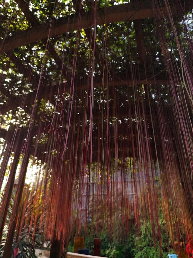 大武汉一日 | 这样解锁武汉的初冬浪漫，值了！