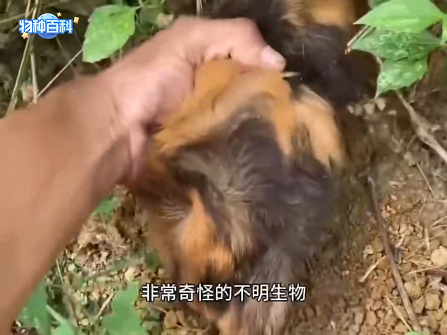 野外放牛的村民,居然在山坡的草丛中,抓到了非常奇怪的不明生物
