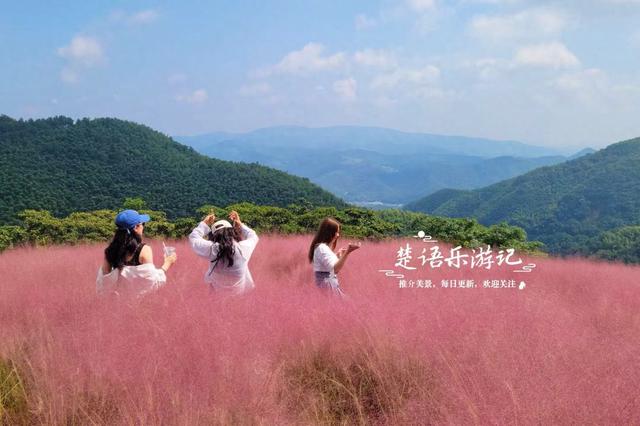 宁波鄞州最美的粉黛花海来了，被誉为初秋限定的粉色浪漫，非常赞