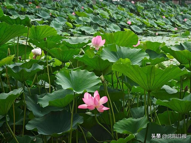 北陵公园3万株荷花进入盛放期！荷花冰淇淋+岫玉文创惊艳今夏