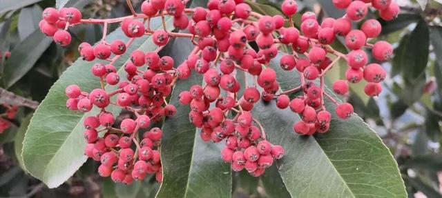 红果累累！森林公园石楠果红了，满树红果笑寒风！