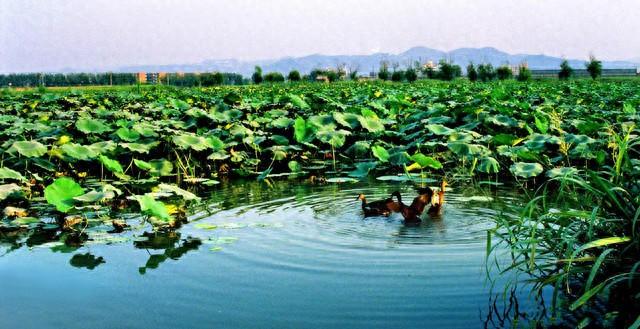 人文齐鲁|北园纪事