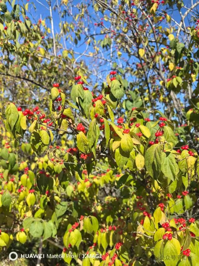 登上凤凰山 作者：梁红