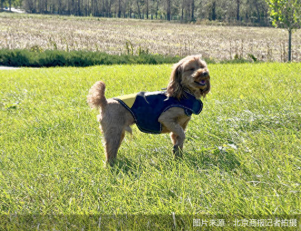 携宠出境游咨询量翻倍，航司、酒店争抢“宠物友好”新蓝海