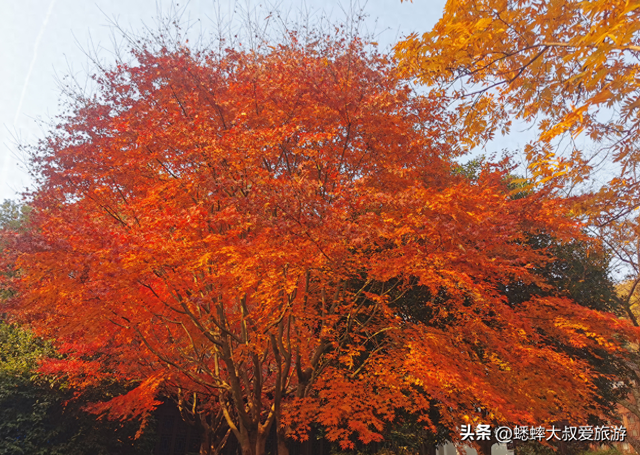 这个杭州“超绝枫叶地”真棒，人少景美中式拉满，免费且跨越时空