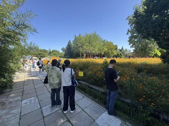 北海公园万佛楼前硫华菊盛放！花期将持续至9月底