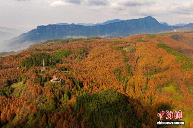 大自然的冬日画作 重庆南川万亩彩林美如画