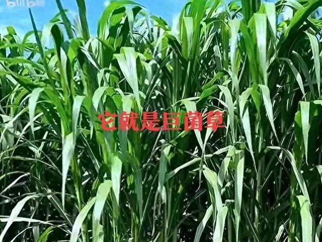 高达7米,亩产可达30吨,种植一次可收割15年,你见过这种草吗?