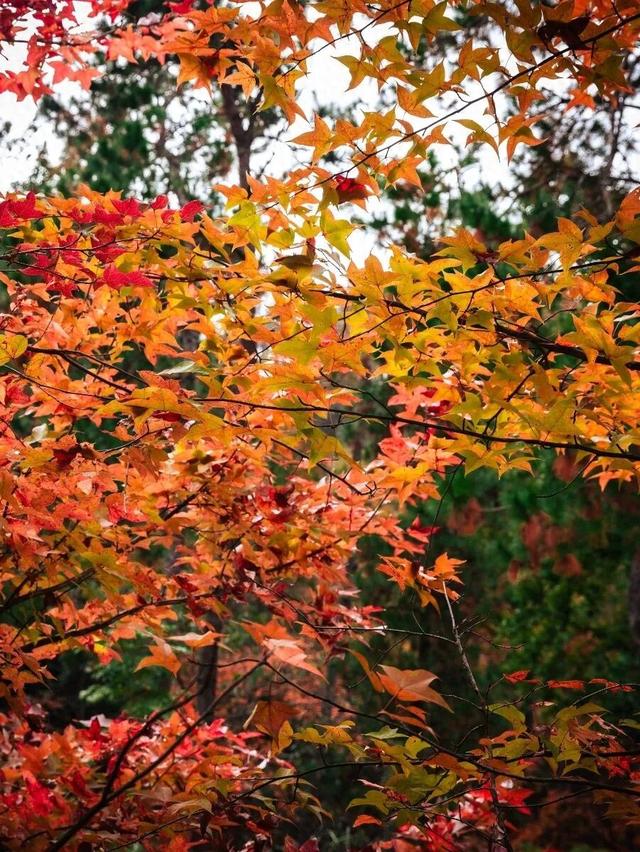 去有“枫”的地方，团风大崎山“枫”景正好！