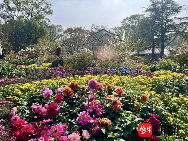 秋日南通限定美景：菊香漫城，赏花游园正当时