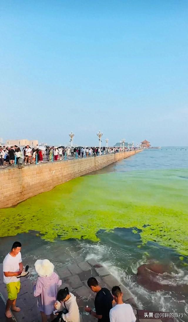 青岛大海，开始飘了浒苔