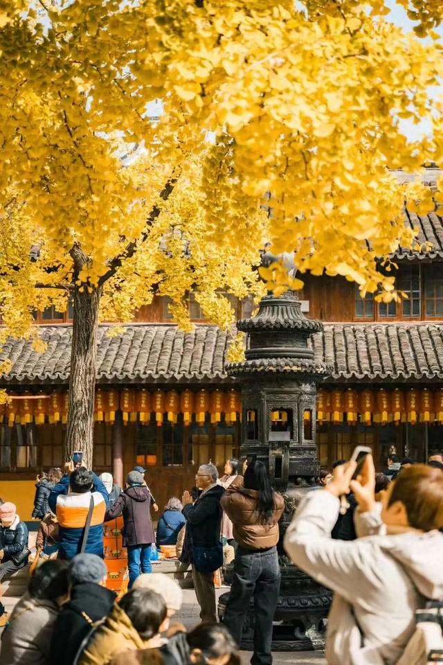 上海银杏浓度已达99%!这份含“金”量超高的浪漫别错过→