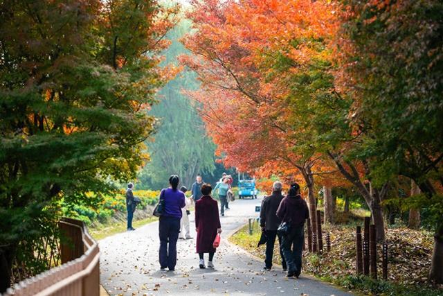 金山这里“枫”景如画，别再错过哦！
