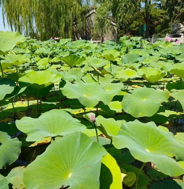 王林平随笔《置身北海》