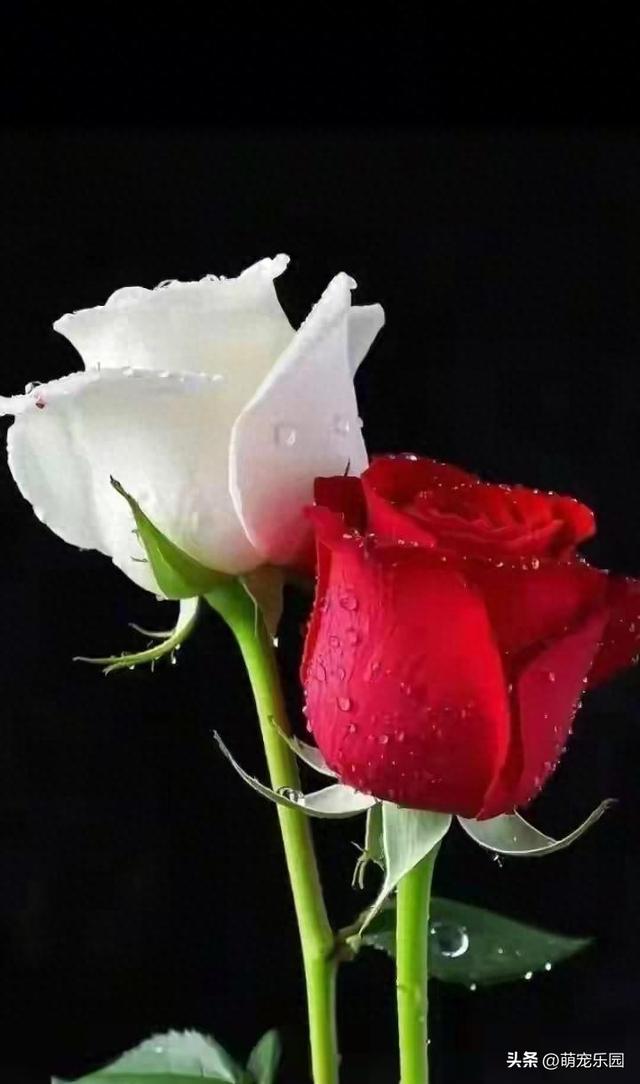 雨丝洒向大地，白花红花不期而遇，这份美好让人心灵震撼