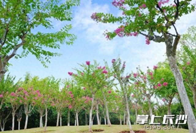 梦幻花海！长沙县特立公园120余株紫薇绽放