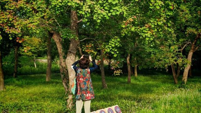 秋日限定“色卡”！来长宁“郊野公园”免费漫步赏景→