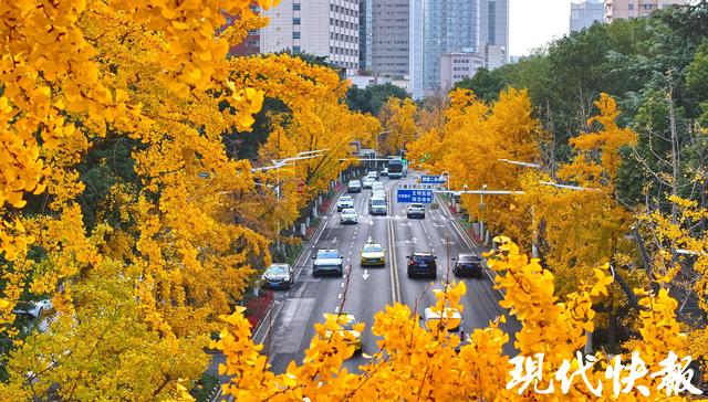 南京这条银杏大道“金色长卷”徐徐展开