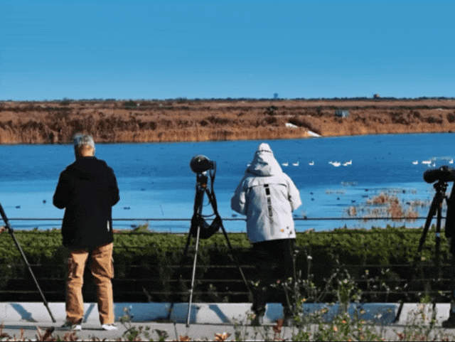 东营观鸟季开启！停车、厕所、休息站……便民服务已就位