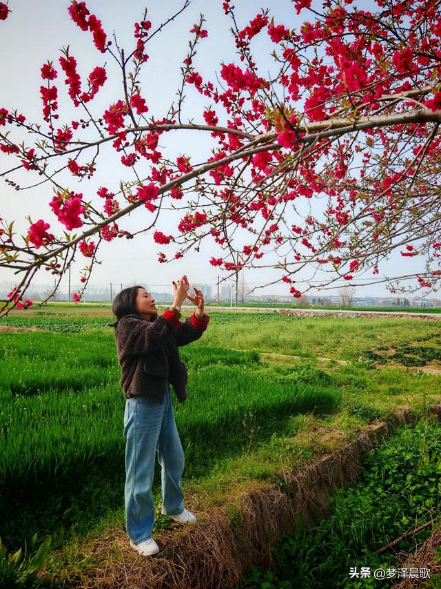 云梦县进入春季赏花模式 城乡处处皆春色