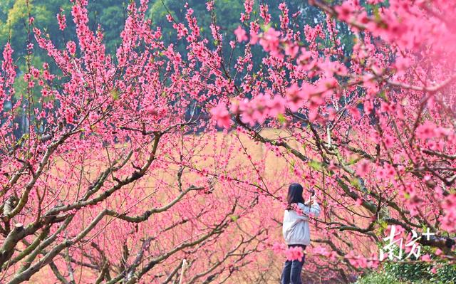 图集｜花开正好，到连南赴一场春天的约会