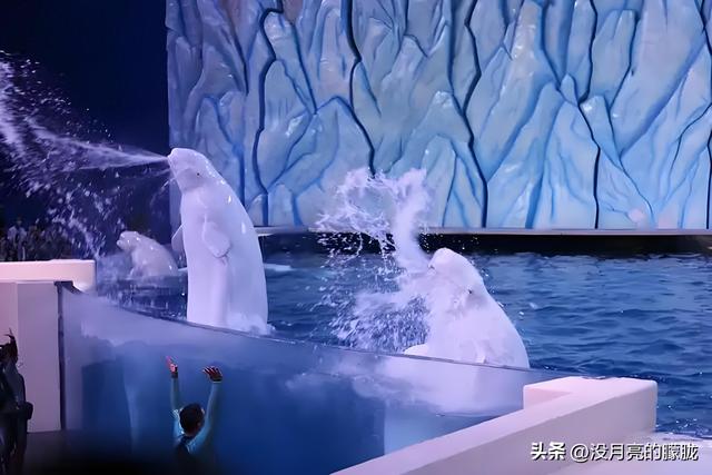 男子海洋馆内抽烟被白鲸喷水