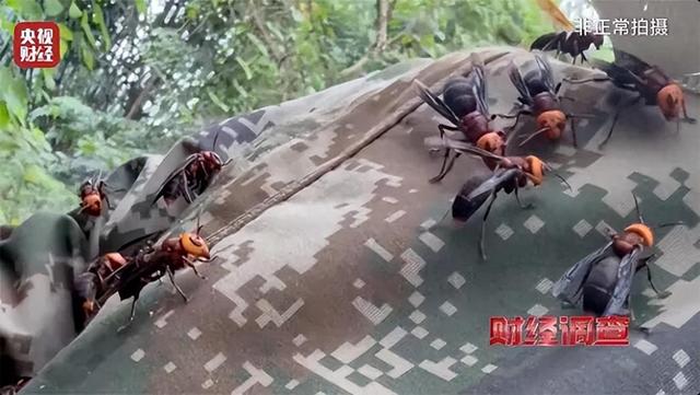 评论丨包教包会养“杀人蜂”？须为危险养殖设立制度围栏