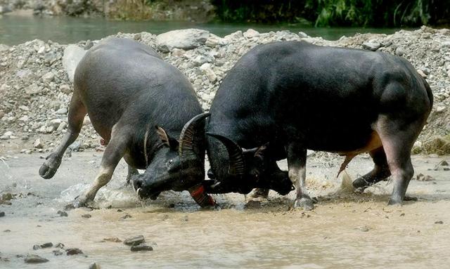 都匀苗寨看斗牛