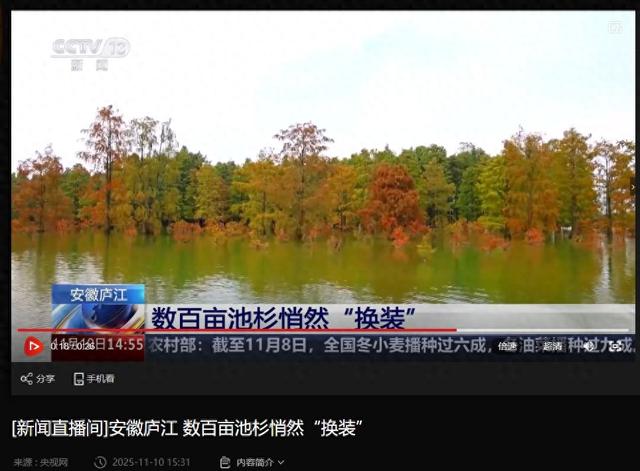 庐江县这片池杉，登上央视新闻