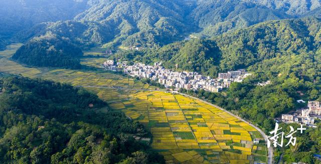 信宜北界：千亩稻田翻金浪，深秋乡村入画来