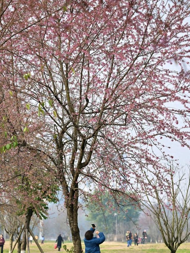 赏花何必等春！这个冬天，成都花儿都开men了→