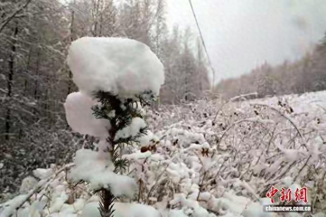 雪赚游戏版本（国庆尾声惊喜盲盒大兴安岭秋雪上线）