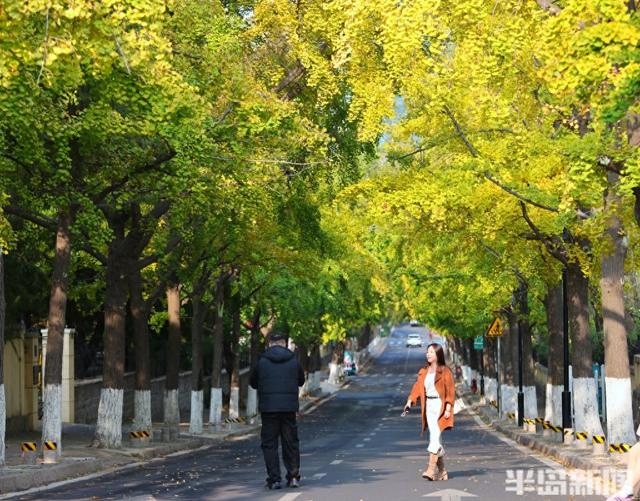 太平角银杏抢“鲜”黄！