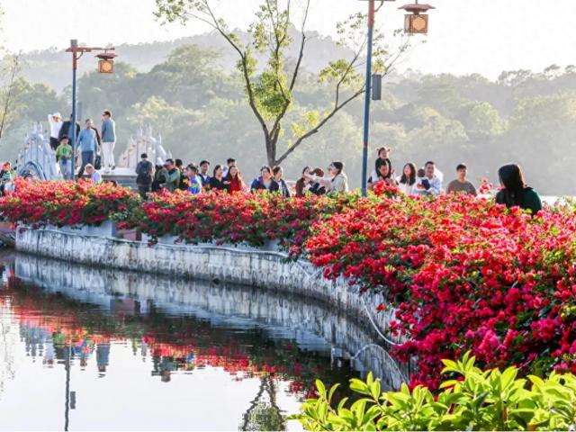 初冬“梅”好时光已至，惠城处处皆“花路”