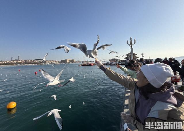 冬日人鸥共舞绘就和谐图景